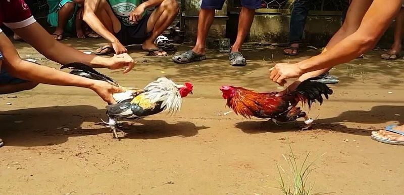 Giới thiệu sảnh đá gà 88clb